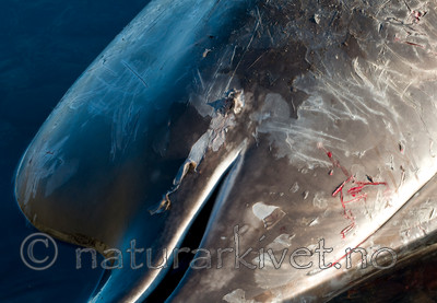 BB 09 0231 / Hyperoodon ampullatus / Nebbhval